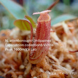 【食虫植物】N. attenboroughii philippines Expendition collection5 Victria Peak 1600m Y's Lab