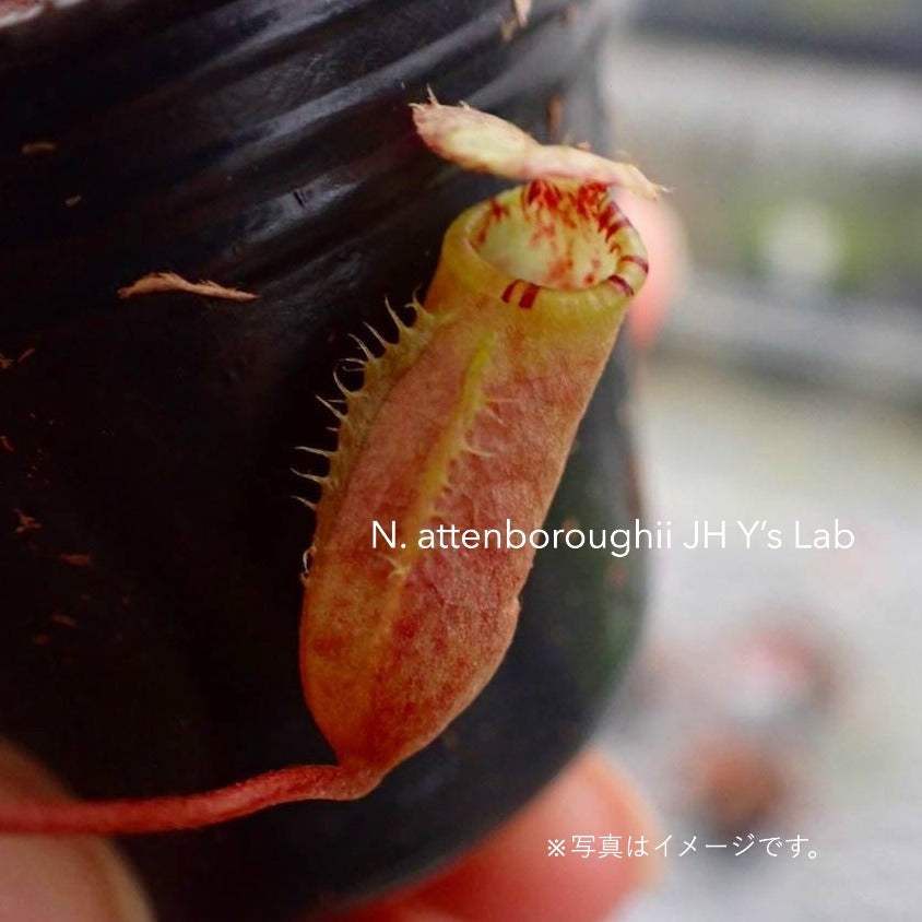 食虫植物】N. attenboroughii JH Y's Lab – TaiShoDo ONLINE SHOP