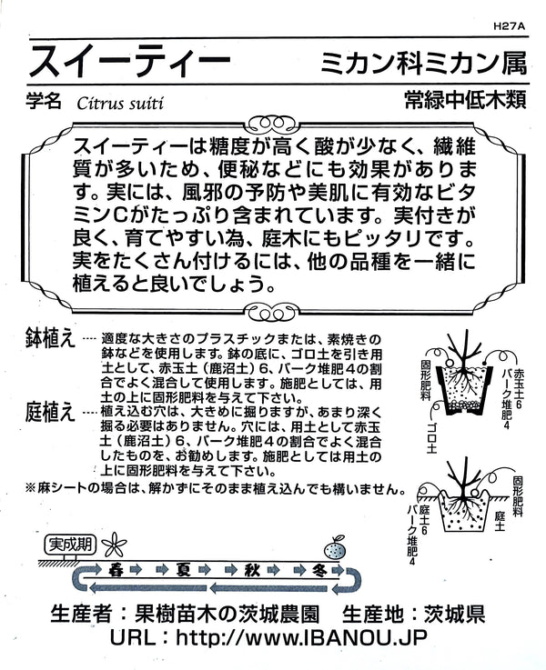 柑橘 ’スイーティー’