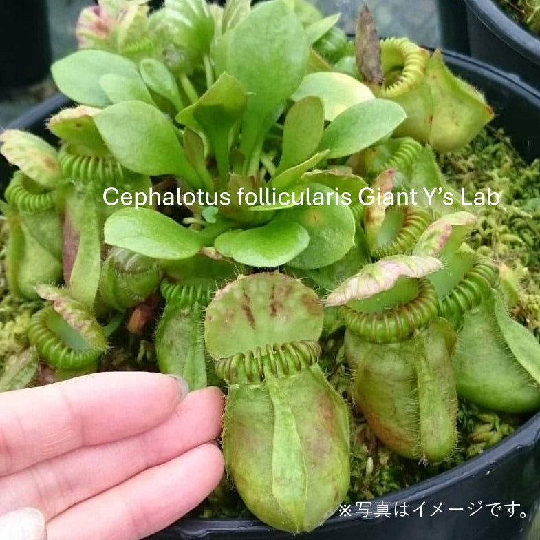 食虫植物】Cephalotus follicularis Giant Y's Lab（フクロノ