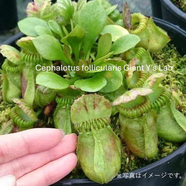 食虫植物】Cephalotus follicularis Giant Y's Lab（フクロノ