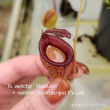 【食虫植物】N. veitchii `Akazukin' x veitchii (Bario stripe) Y's Lab
