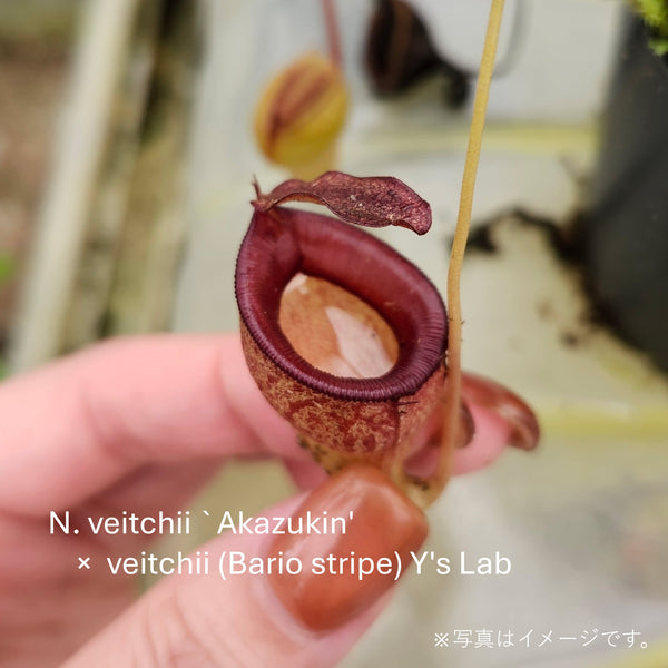 食虫植物】N. veitchii `Akazukin' x veitchii (Bario stripe) Y's Lab