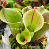 【食虫植物】H.minor Y's Lab