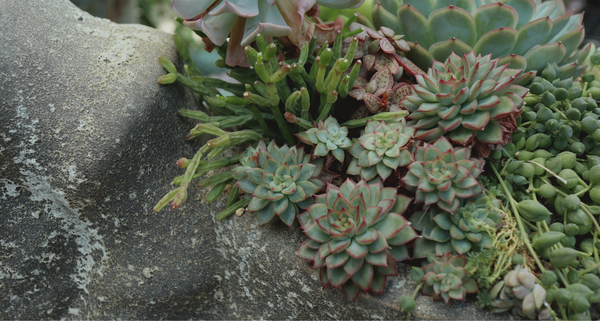 TaiShoDo ONLINE SHOP 塊根植物 多肉植物通販