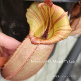【食虫植物】N.veitchii H/L Murud Y's Lab