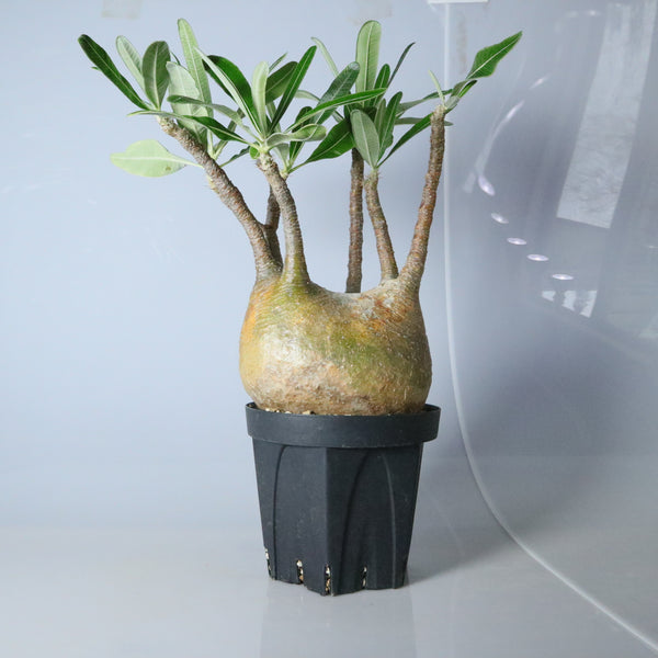 パキポディウム・グラキリス – TaiShoDo ONLINE SHOP