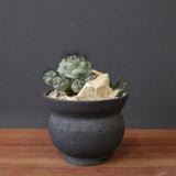 【かみ山陶器】オルテゴカクタス・マクドガリー