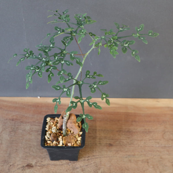 A.ペリエリ＋盆栽鉢 EC2547 – TaiShoDo ONLINE SHOP