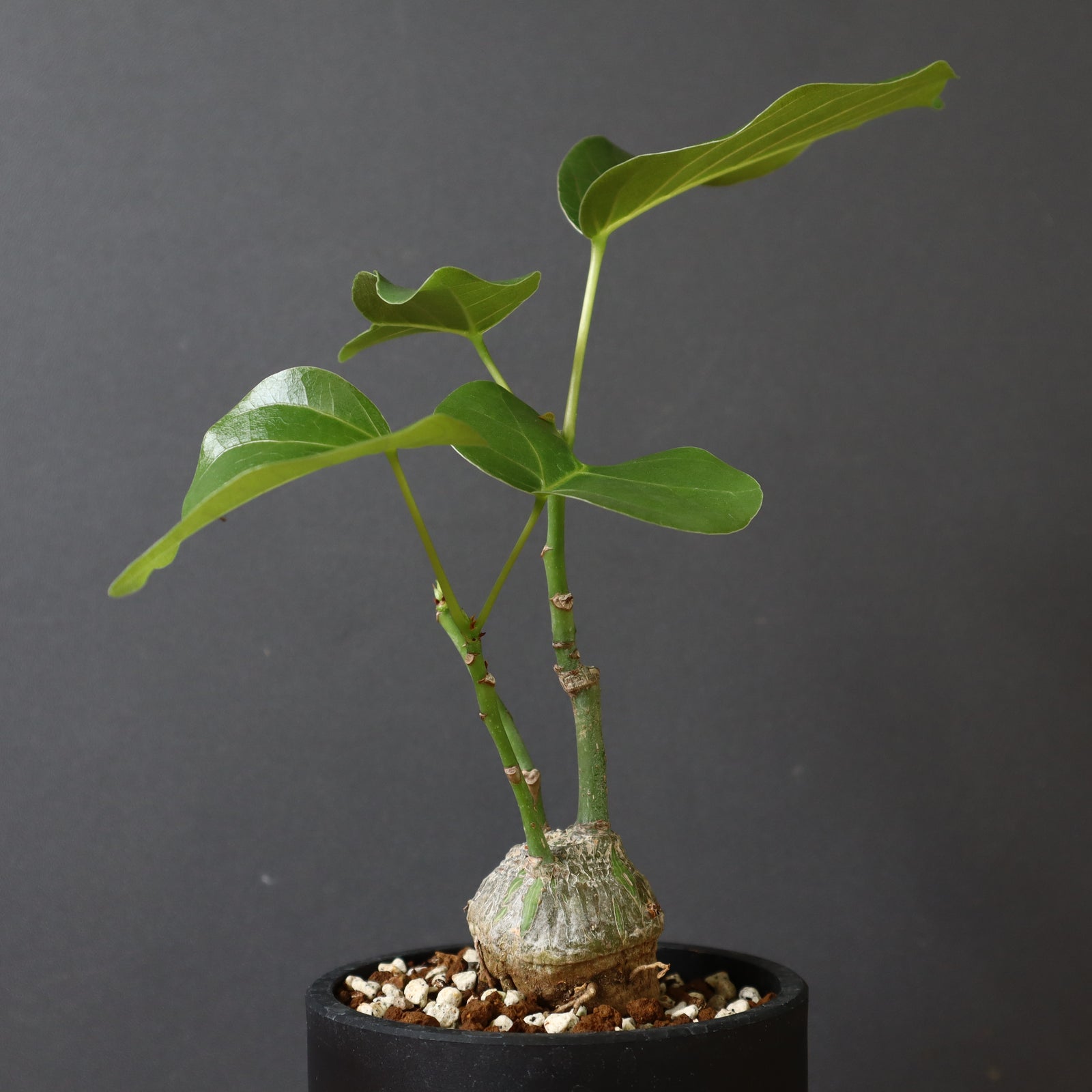 【最終値下げ】　ボンバックス IMG_0022_6297c586-9e12-49de-