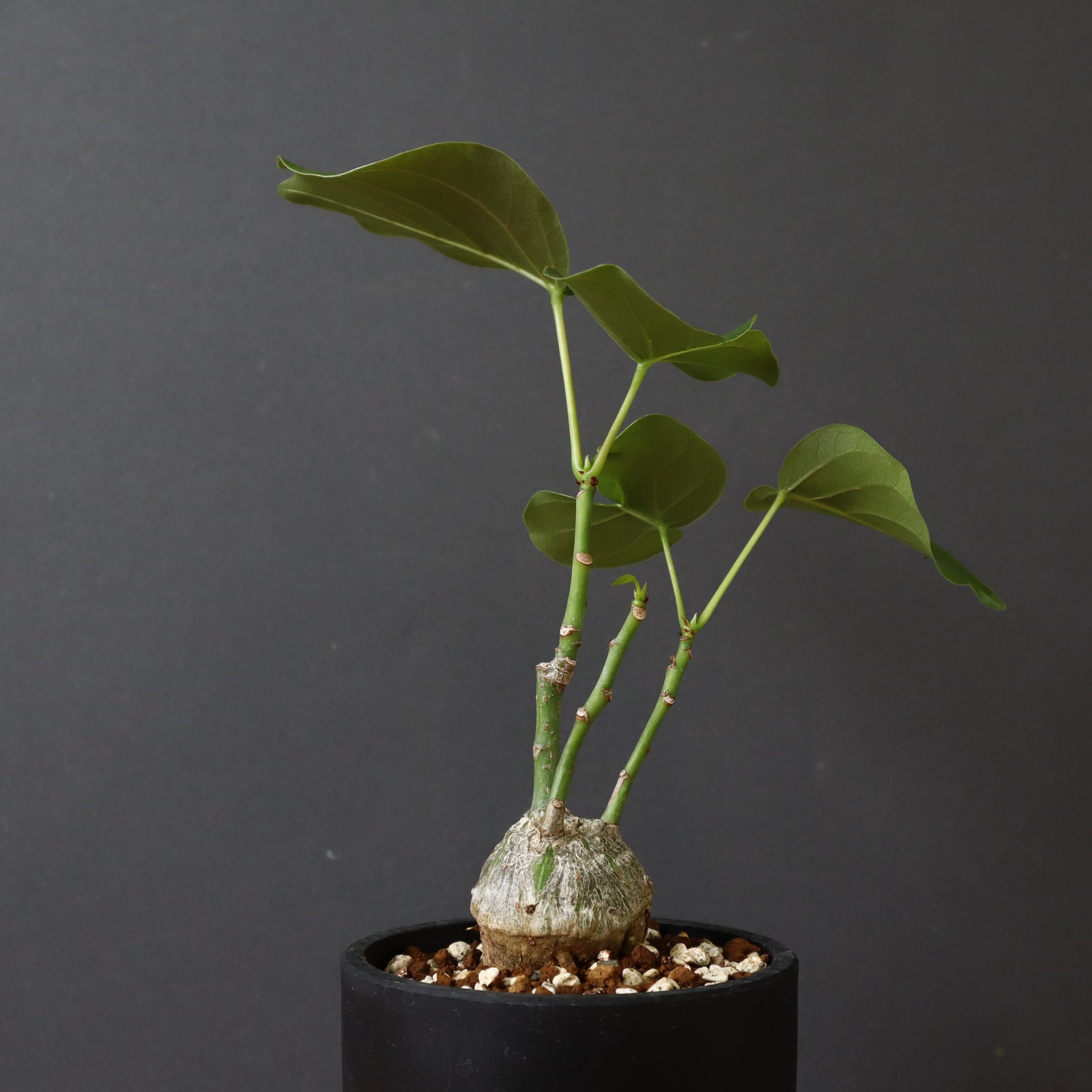 プセウド ボンバックス （実生）4 – TaiShoDo ONLINE SHOP