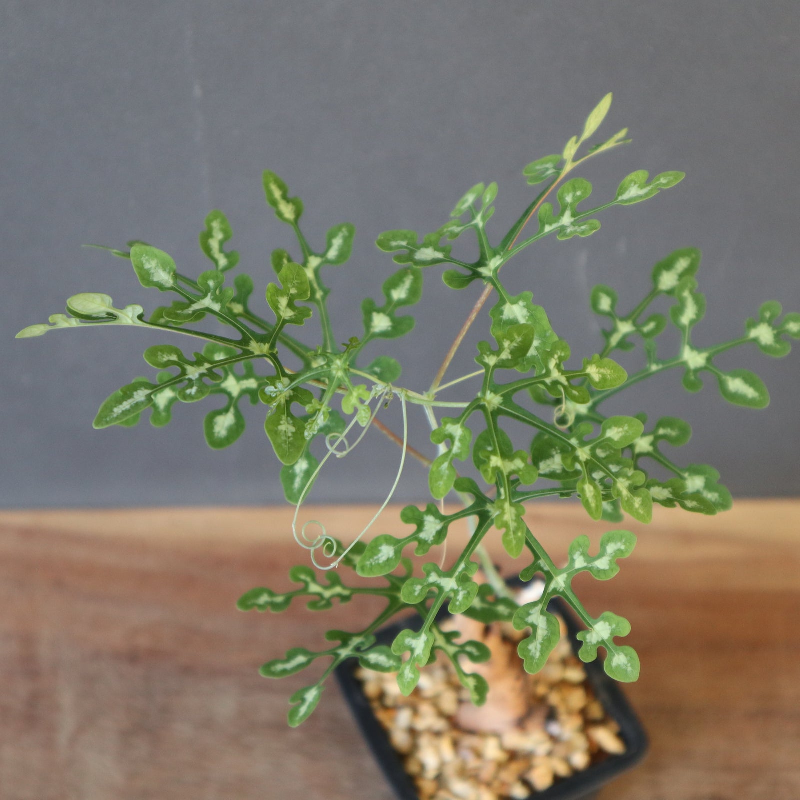 盆栽鉢　139 A.ペリエリ＋盆栽鉢 EC2548 – TaiShoDo ONLINE SHOP