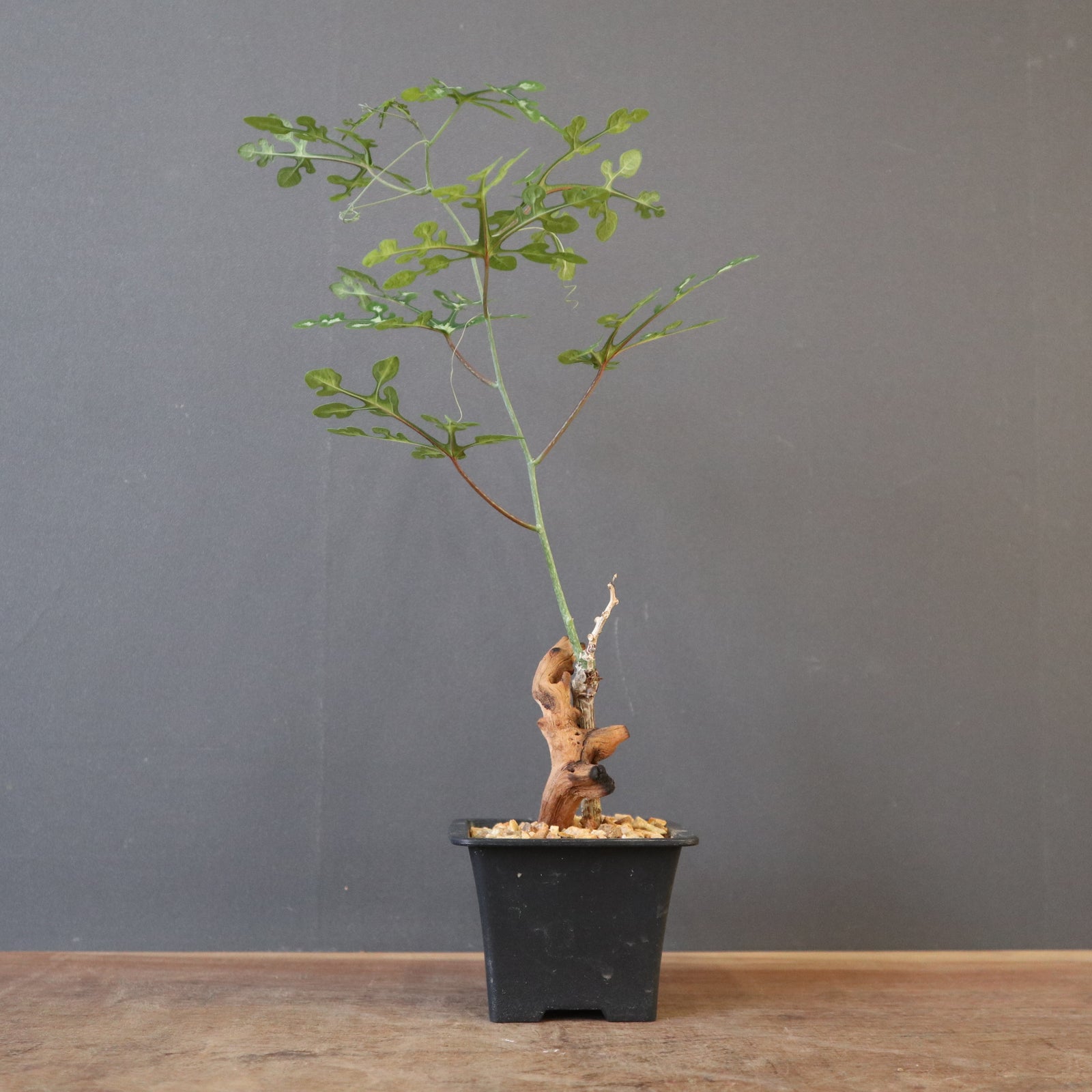 盆栽鉢　139 A.ペリエリ＋盆栽鉢 EC2548 – TaiShoDo ONLINE SHOP