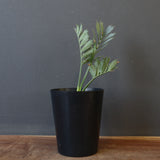 エンセファラルトス ホリダス 40