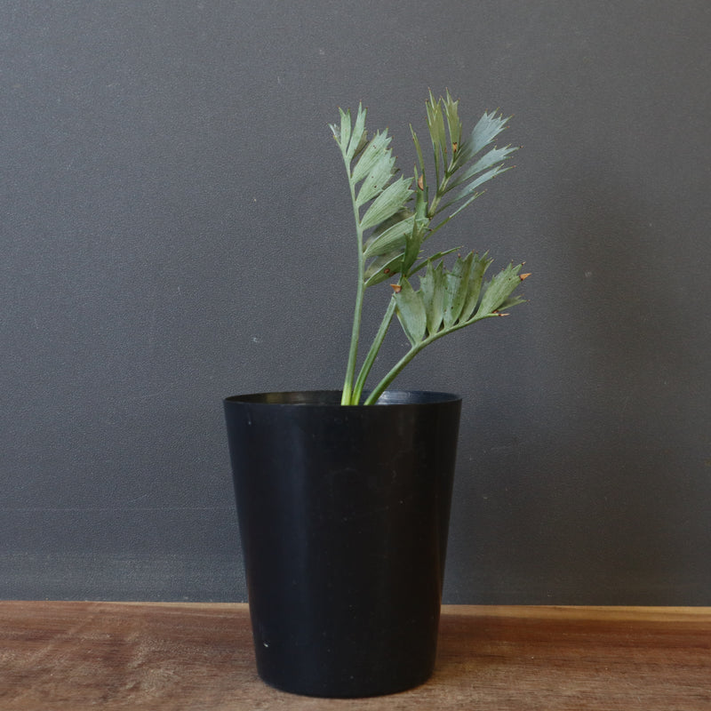 エンセファラルトス ホリダス 40