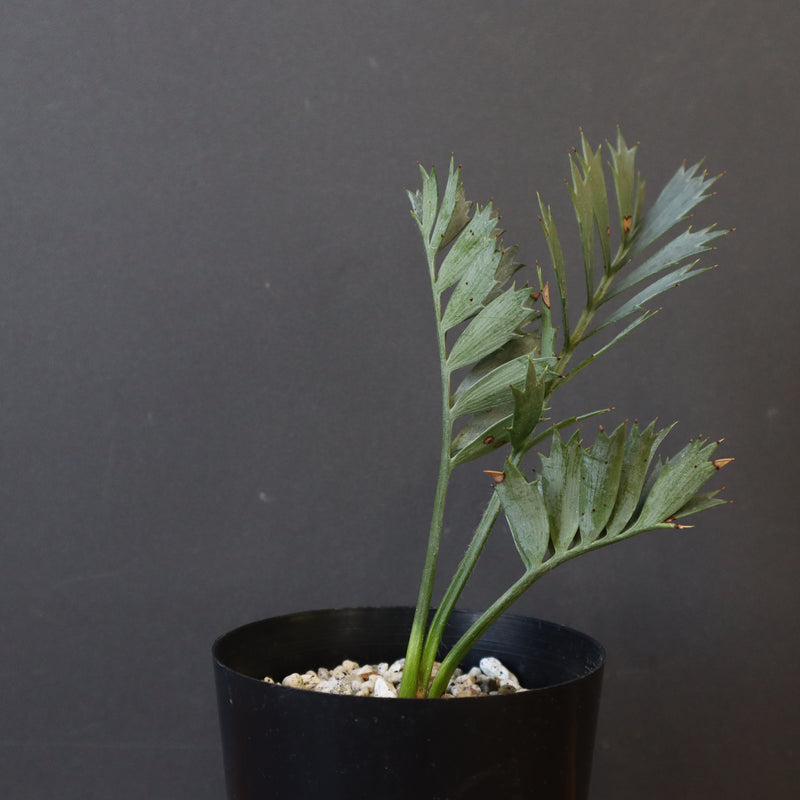 エンセファラルトス ホリダス 40