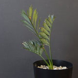 エンセファラルトス ホリダス 40