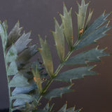 エンセファラルトス ホリダス 40