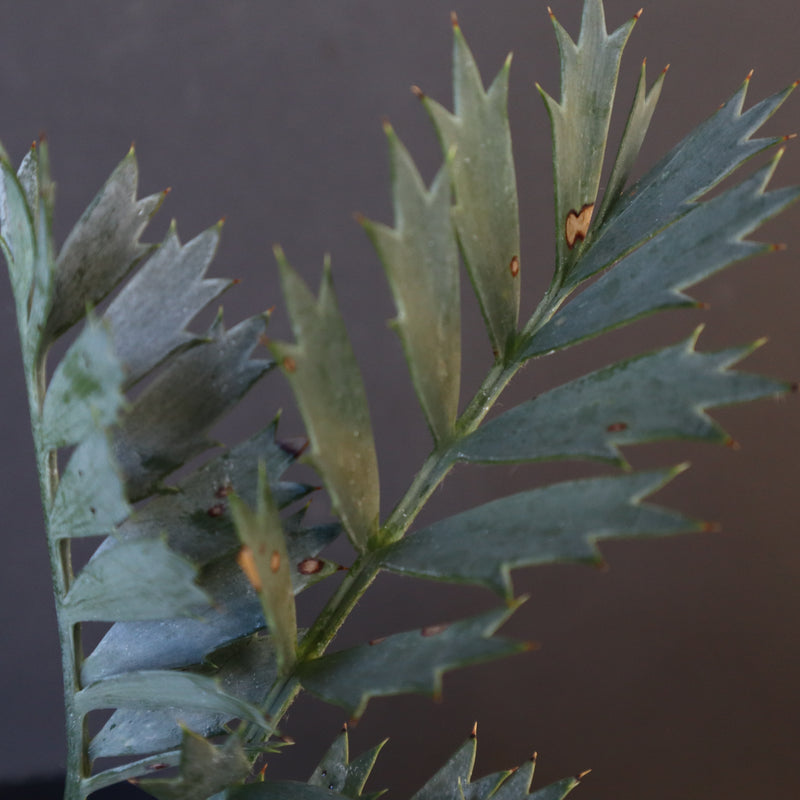 エンセファラルトス ホリダス 40