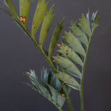 エンセファラルトス ホリダス 40