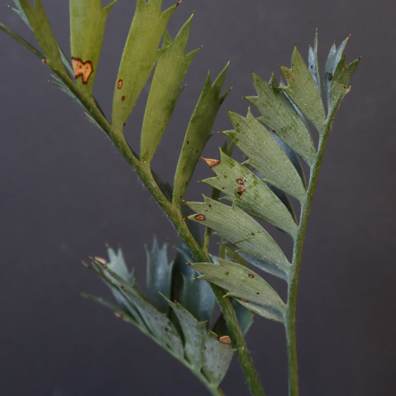 エンセファラルトス ホリダス 40