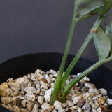 エンセファラルトス ホリダス 40