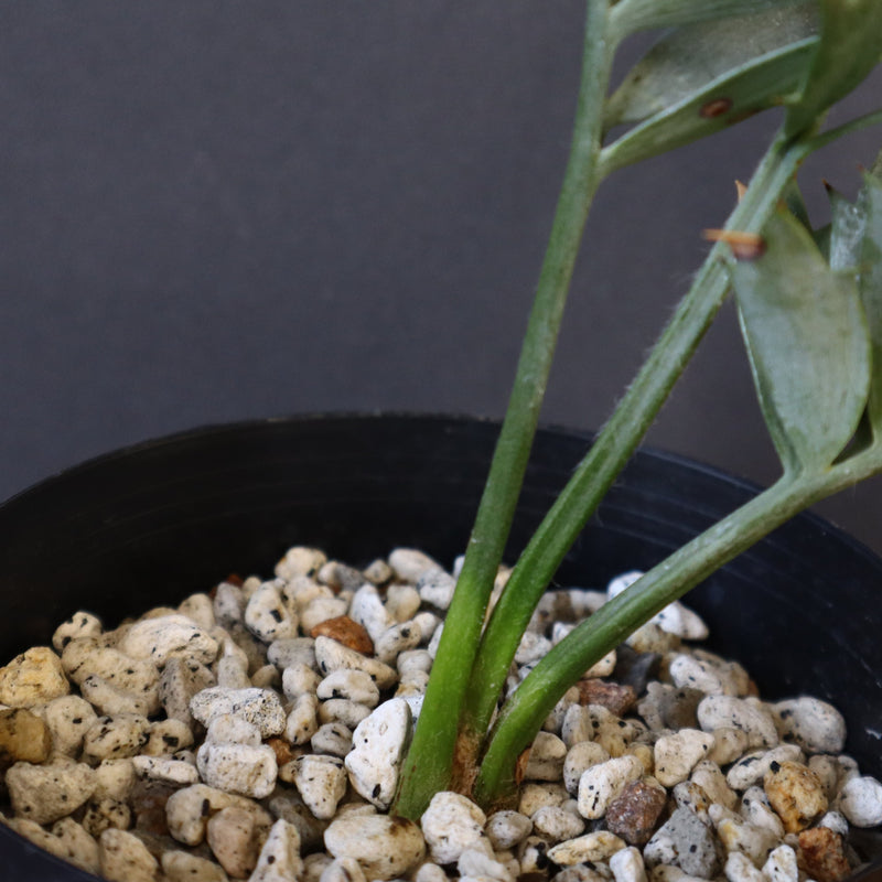 エンセファラルトス ホリダス 40