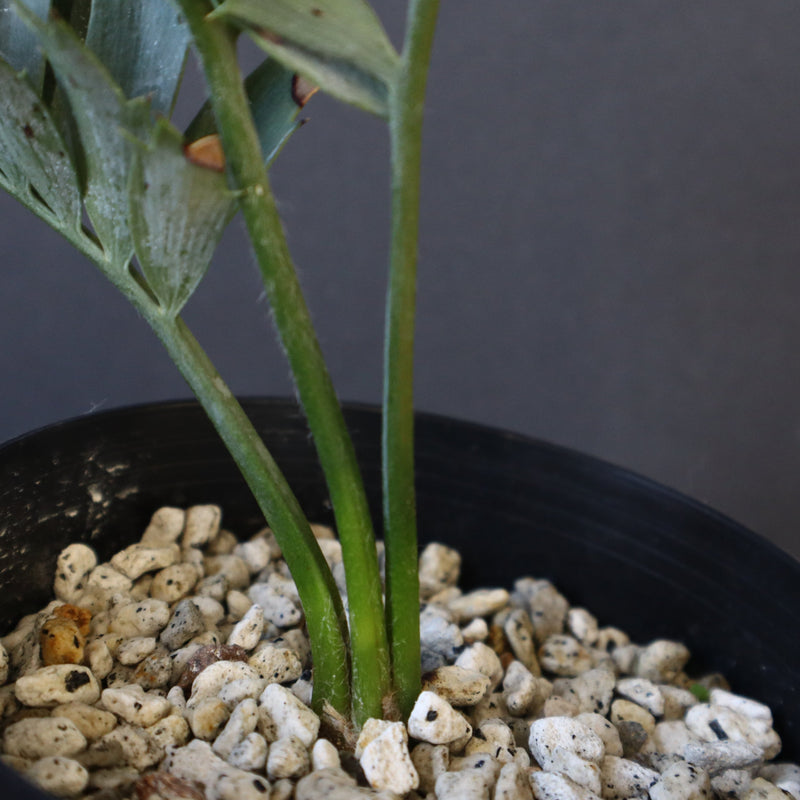 エンセファラルトス ホリダス 40