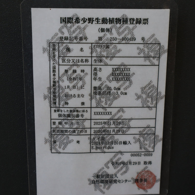 エンセファラルトス ホリダス 40