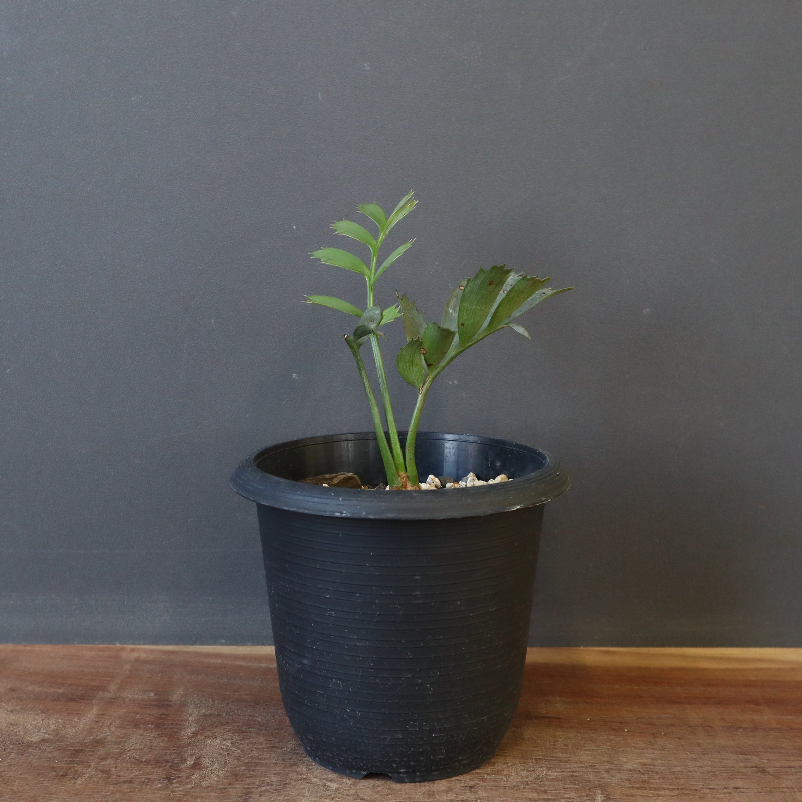 エンセファラルトス ホリダス 33 – TaiShoDo ONLINE SHOP