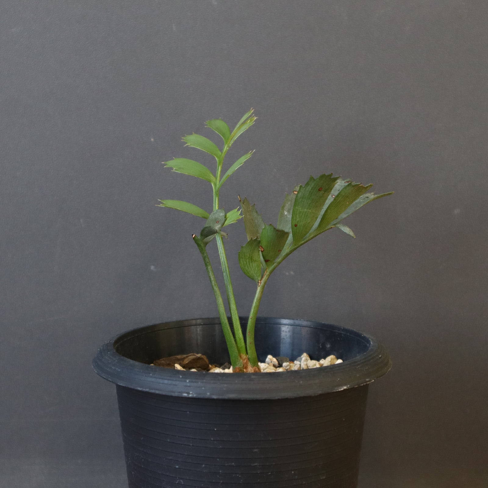 D66+Encephalartoshorridusエンセファラルトスホリダス1粒 エンセファラルトス・ホリダス 03 Encephalartos horridus | Sun