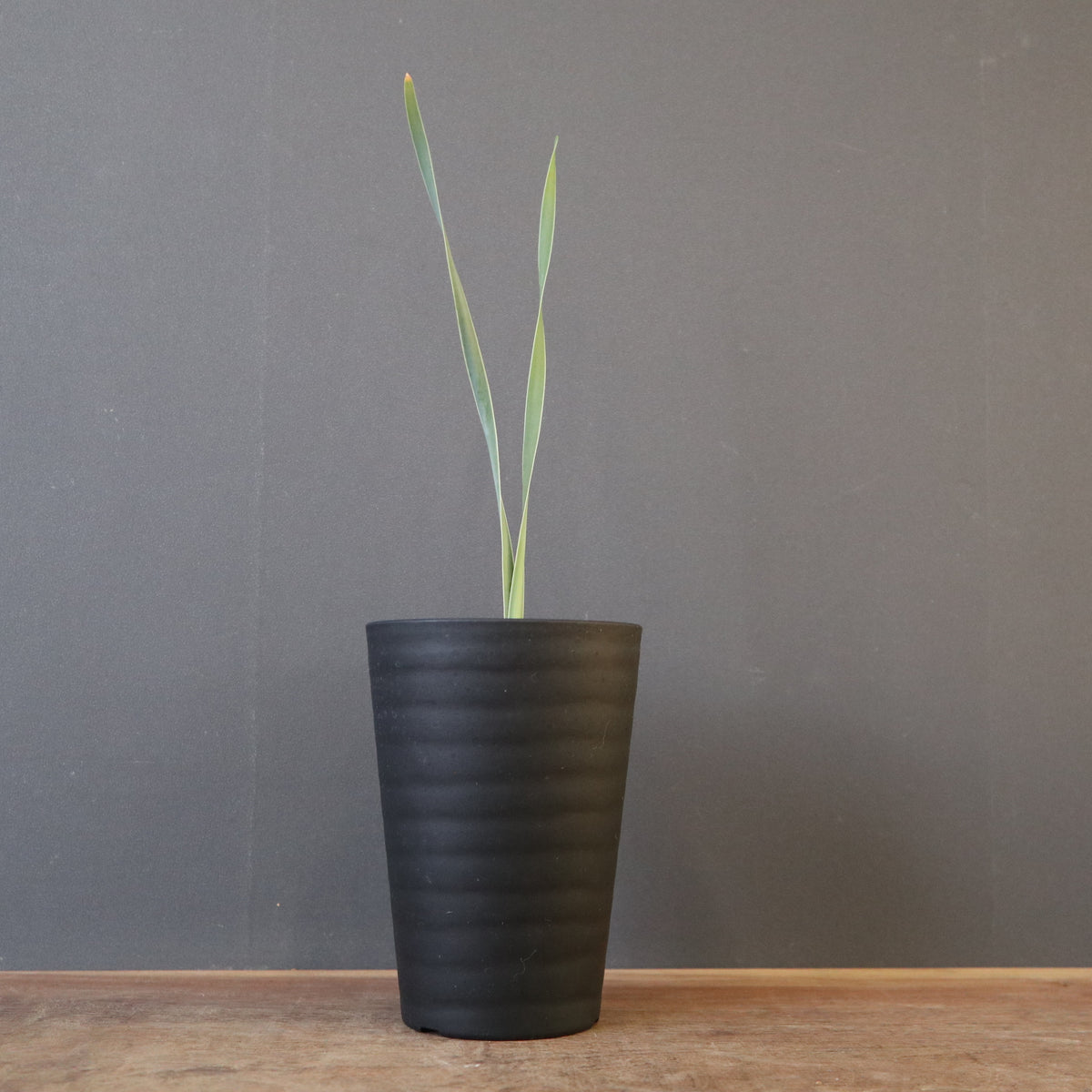 塊根植物 – 2ページ目 – TaiShoDo ONLINE SHOP