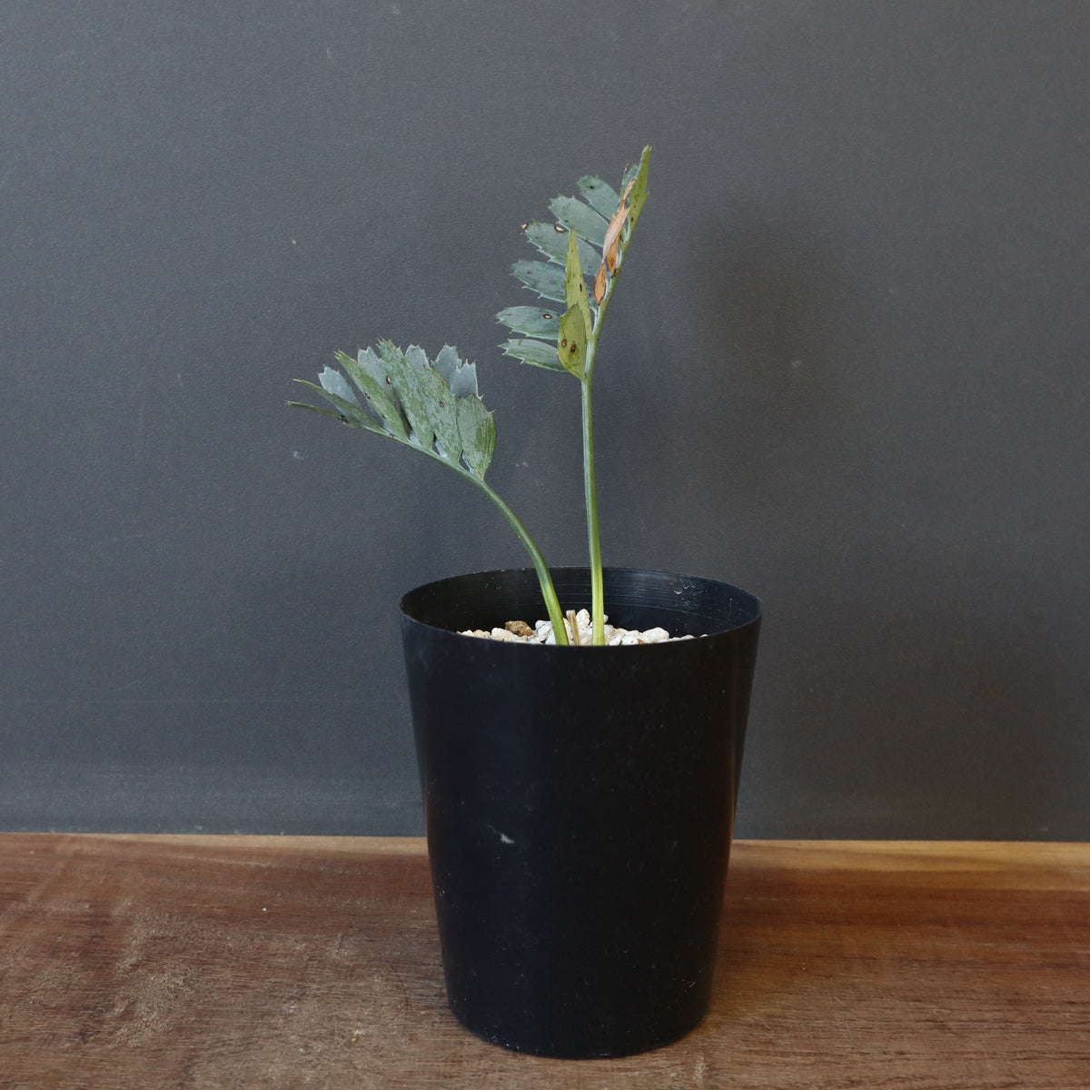 塊根植物 – 17ページ目 – TaiShoDo ONLINE SHOP