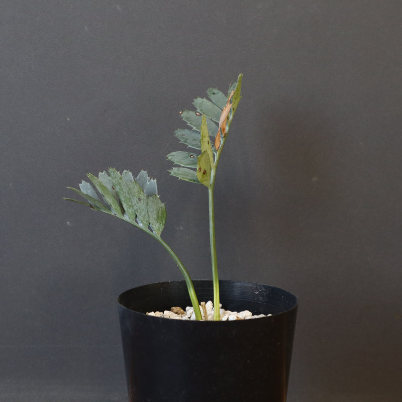 G9Encephalartoshorridusエンセファラルトスホリダス種子1粒 エンセファラルトス・ホリダス 03 Encephalartos horridus | Sun