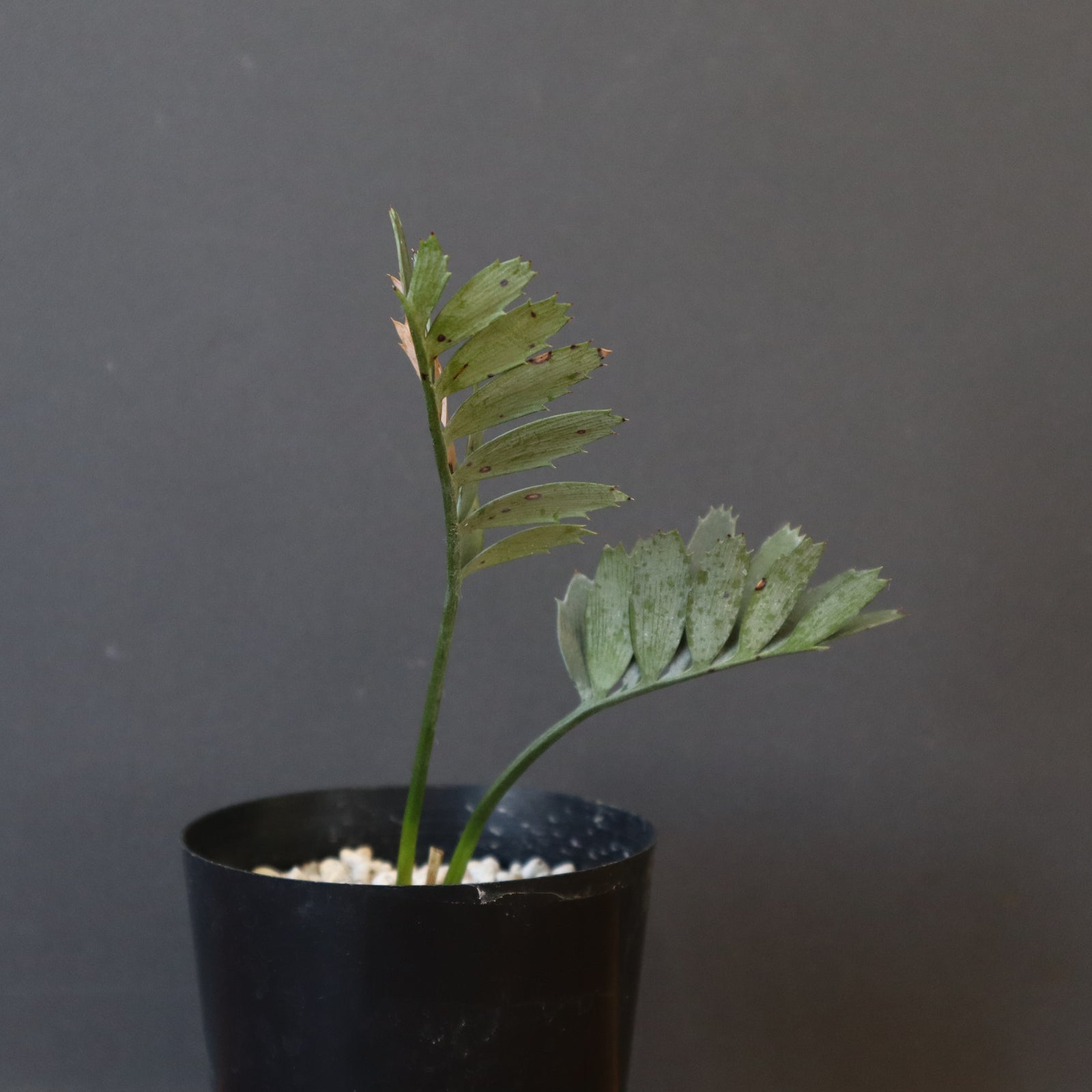 エンセファラルトス　ホリダス 17 エンセファラルトス・ホリダス – KOMO