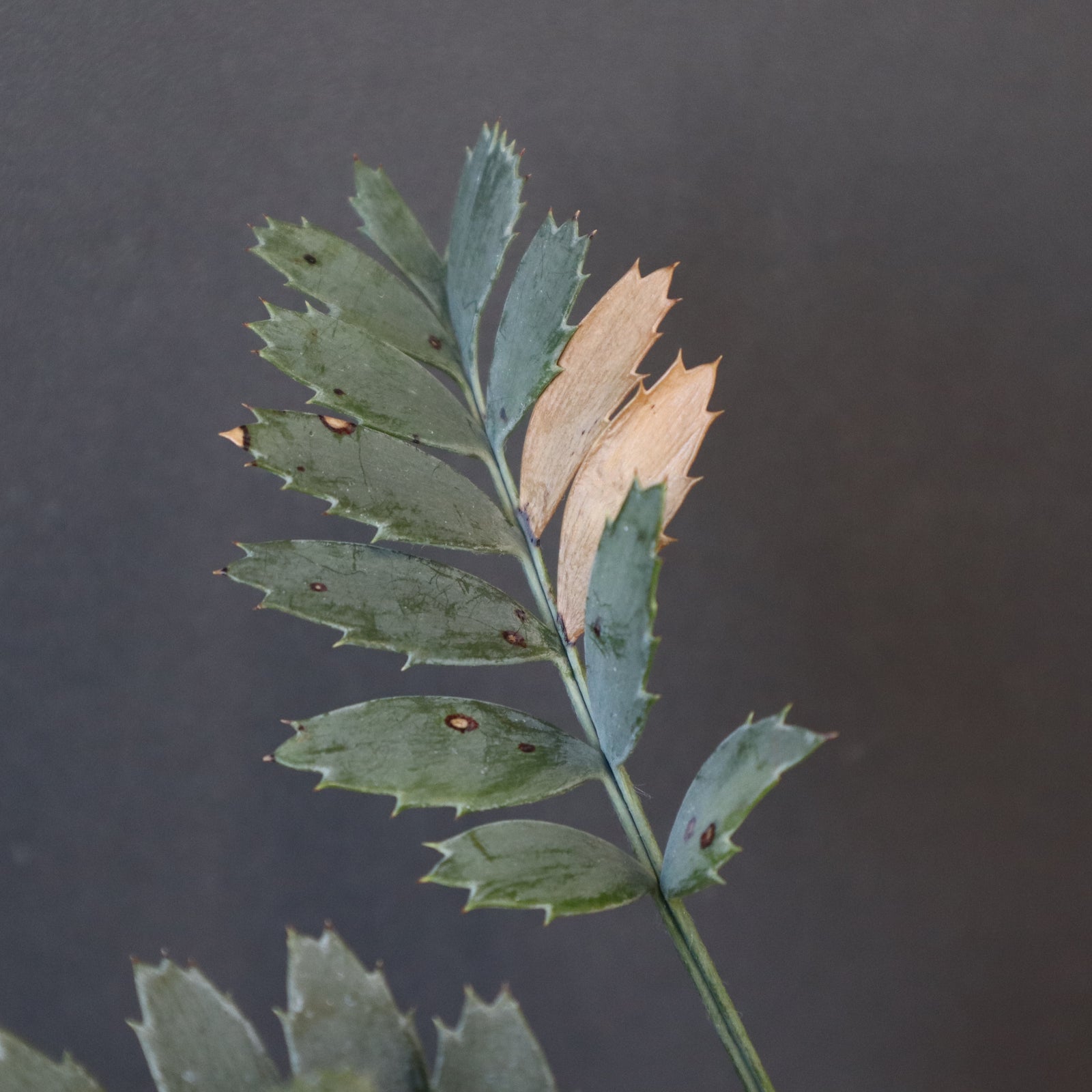 エンセファラルトス ホリダス 49 – TaiShoDo ONLINE SHOP