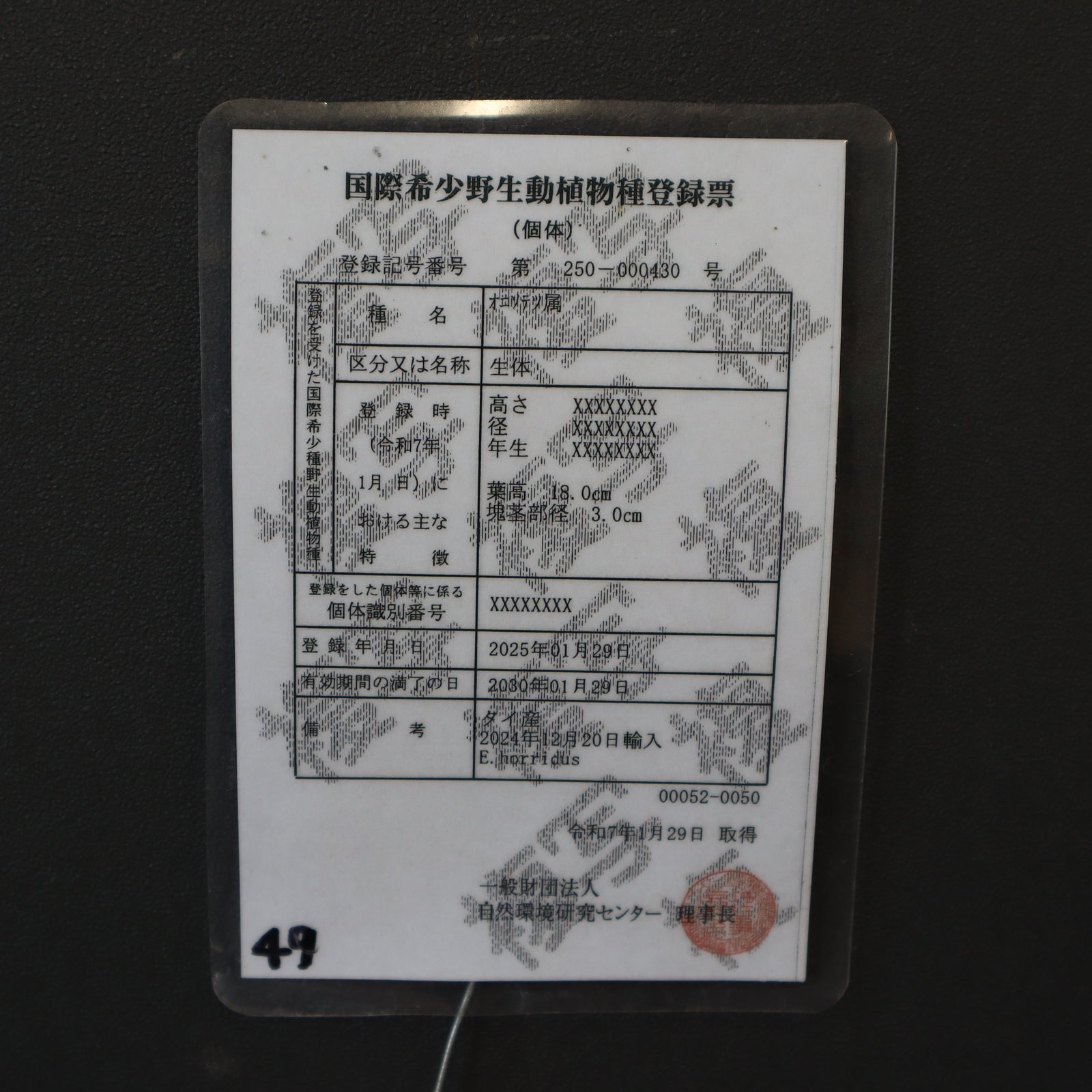 【このみのホリダス】001 エンセファラルトス　ホリダス　幹径5.6cm このみのホリダス】001 エンセファラルトス ホリダス 幹径5.6cm このみ