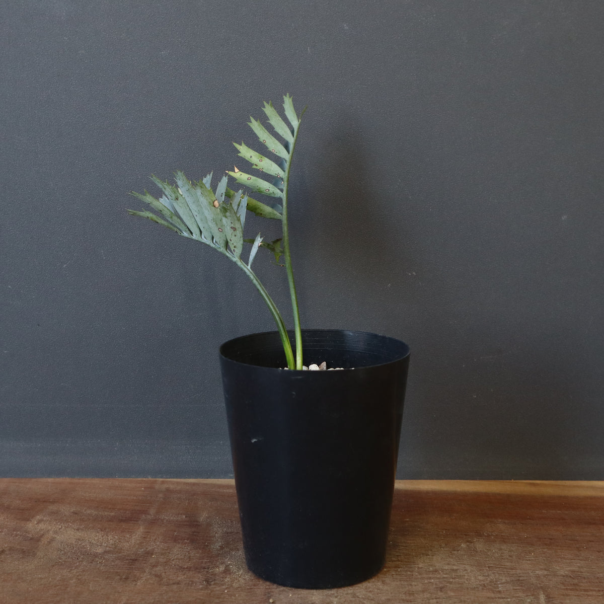 ソテツ – 2ページ目 – TaiShoDo ONLINE SHOP