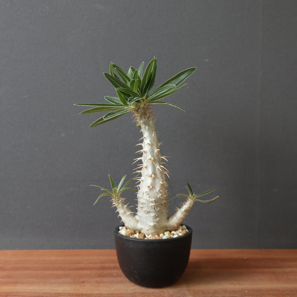 塊根植物 – 「