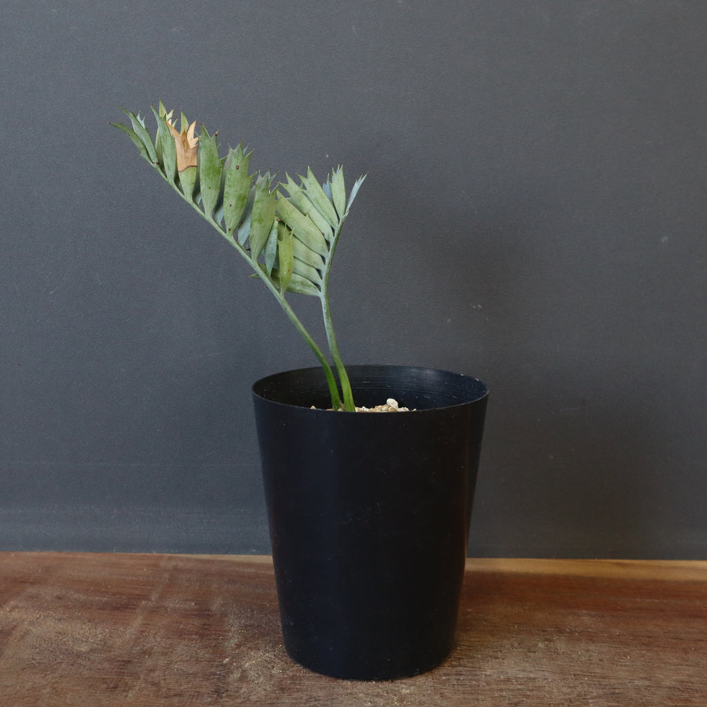 エンセファラルトス ホリダス 52 – TaiShoDo ONLINE SHOP