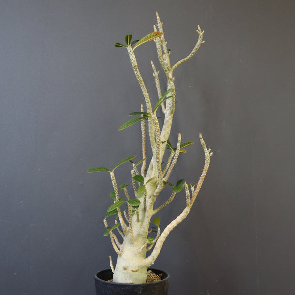 品質のいい 塊根植物 – SHOP ONLINE TaiShoDo – 2ページ目 塊根植物・コーデックス