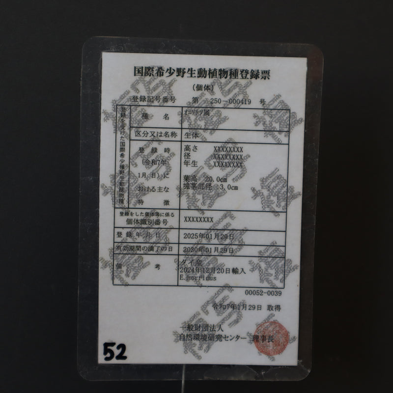 エンセファラルトス ホリダス 52