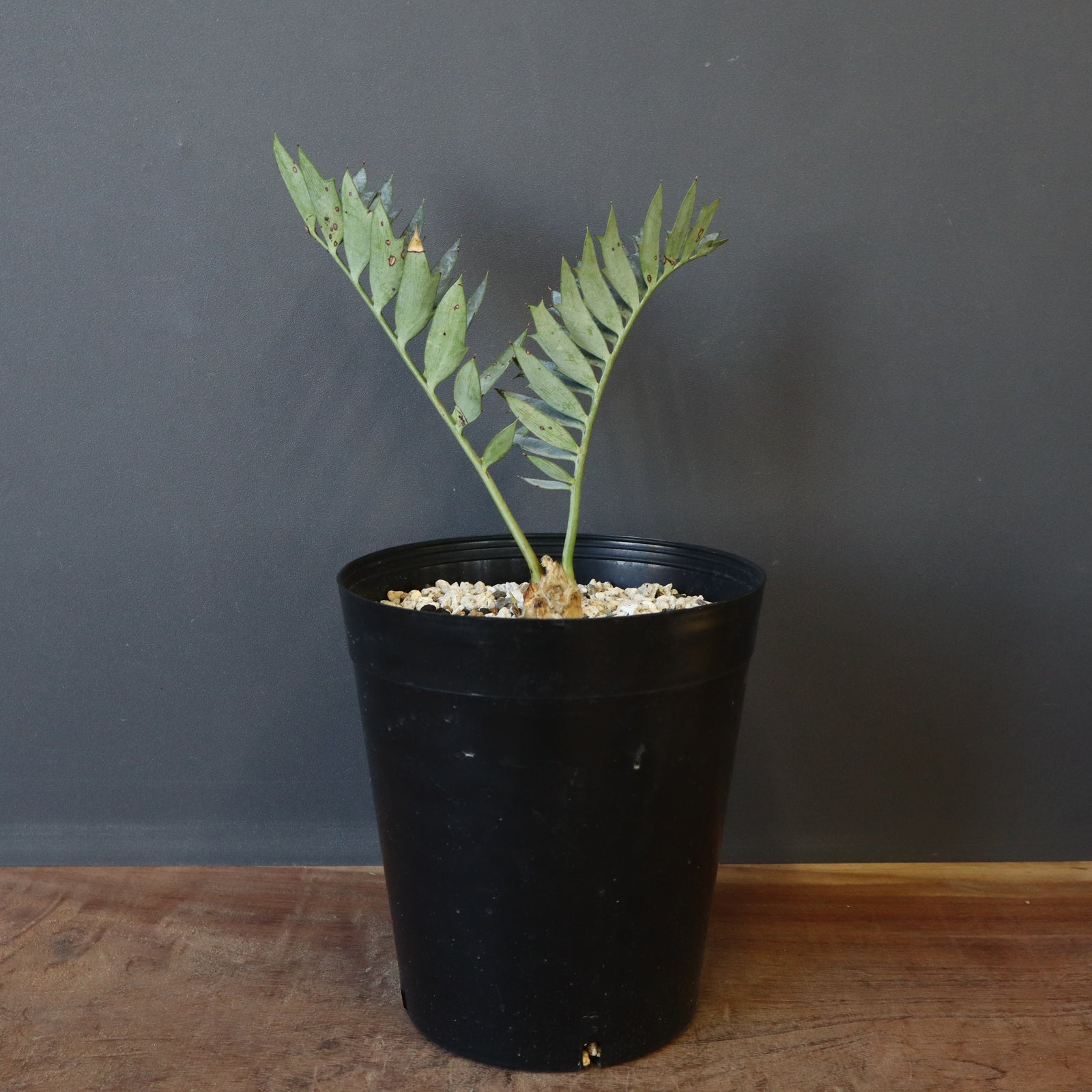 エンセファラルトス ホリダス 78 – TaiShoDo ONLINE SHOP