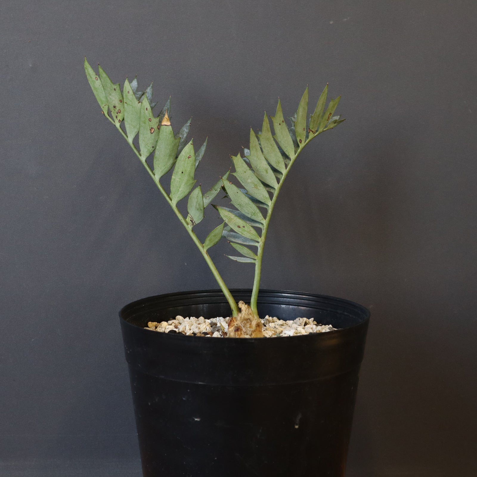 エンセファラルトス ホリダス 78 – TaiShoDo ONLINE SHOP