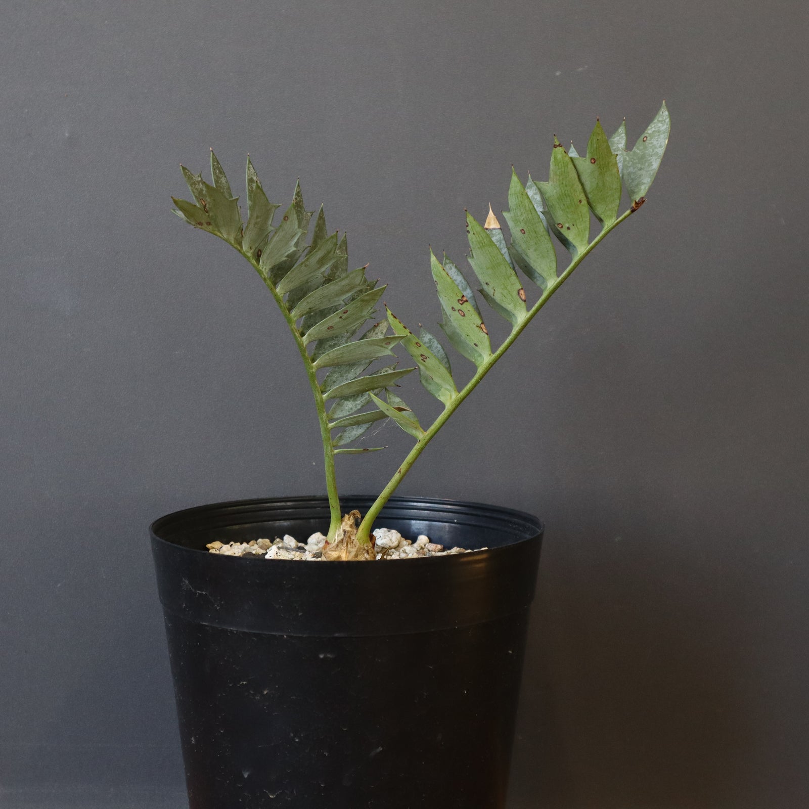 エンセファラルトス　ホリダス エンセファラルトス ホリダス ドワーフの兆しあり 嫁ぎ先は随時