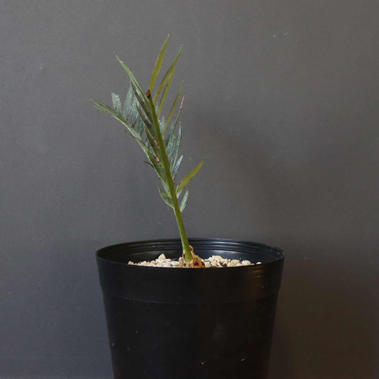 エンセファラルトスホリダス エンセファラルトス ホリダス 88 – TaiShoDo ONLINE SHOP