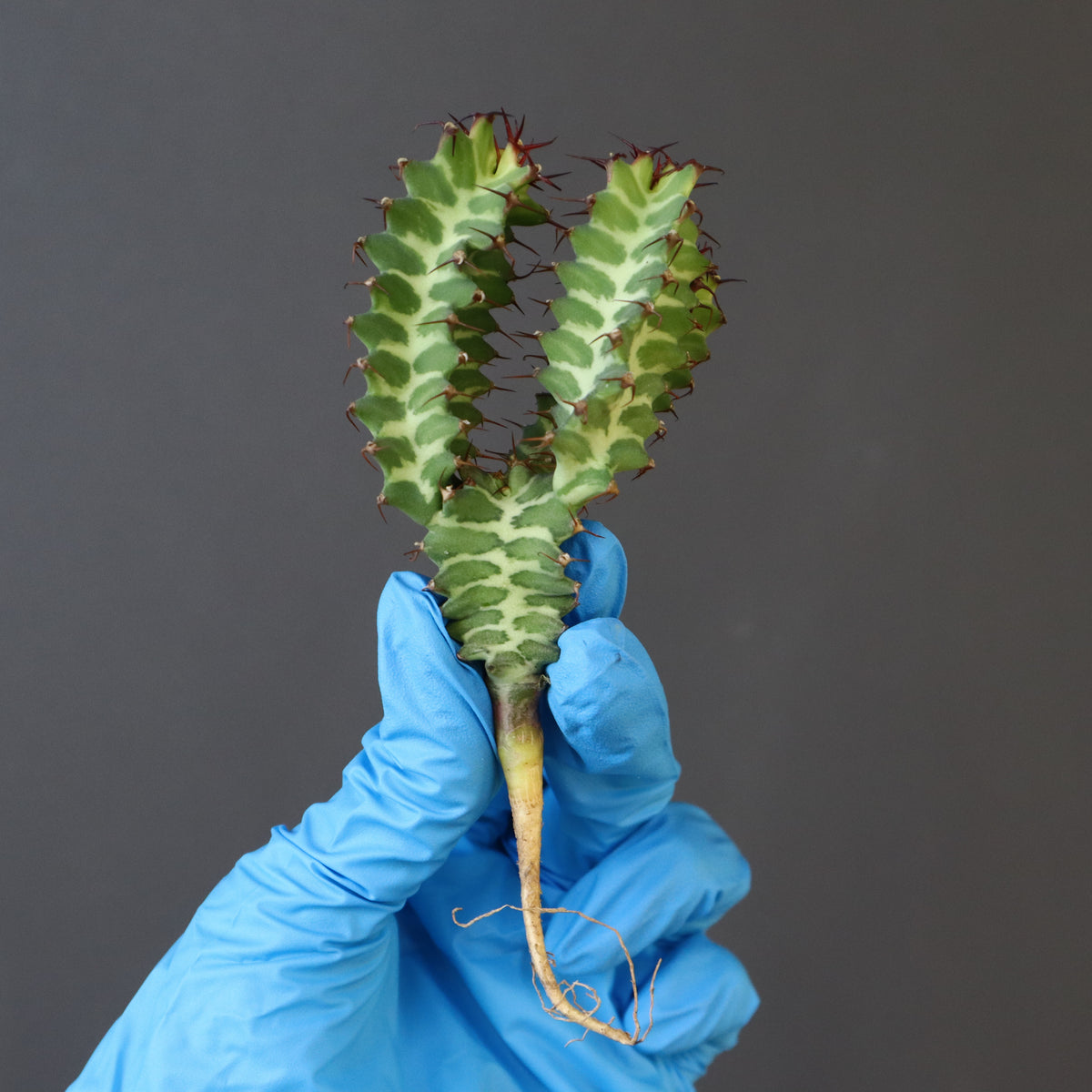 TaiShoDo ONLINE SHOP 塊根植物 多肉植物通販