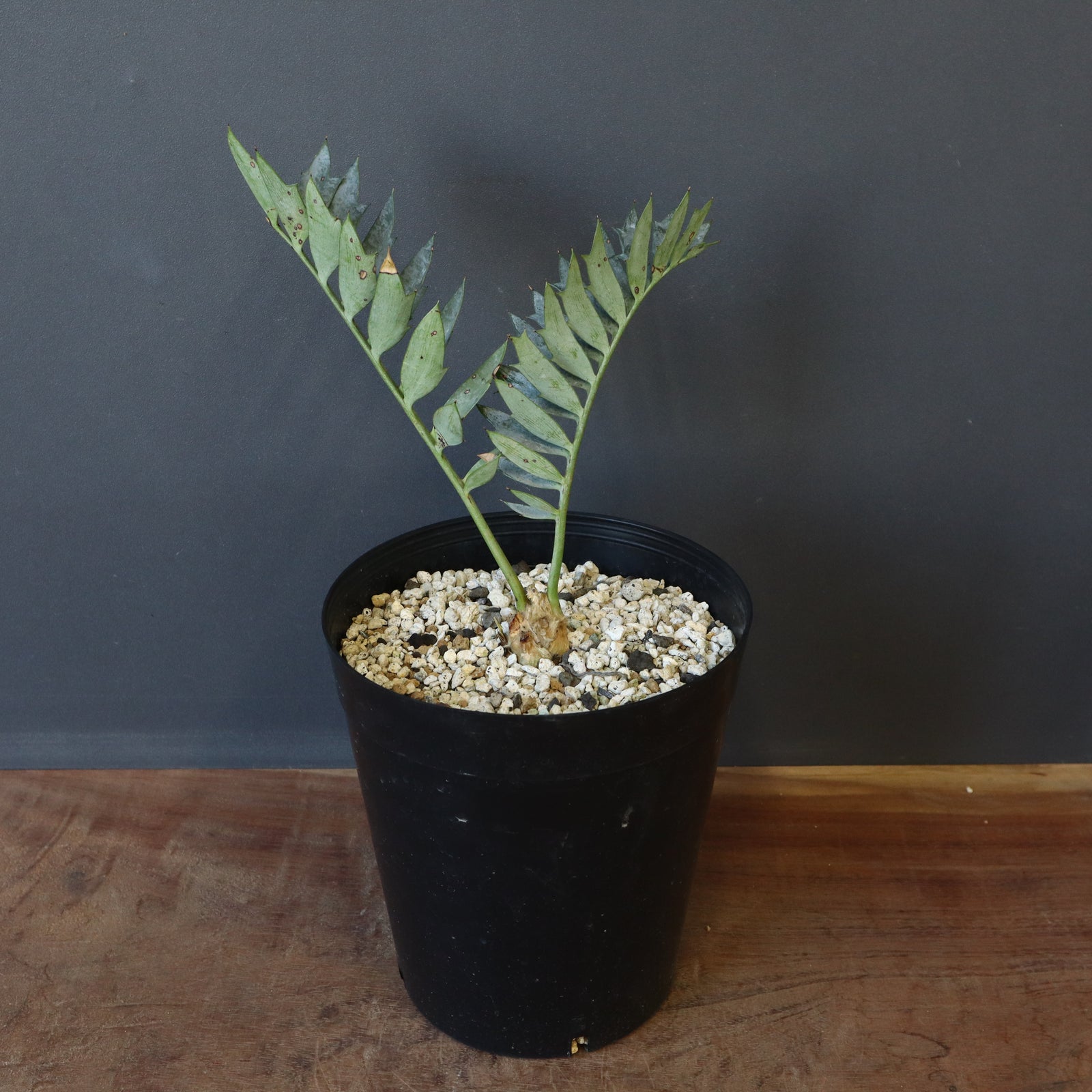 エンセファラルトス ホリダス 78 – TaiShoDo ONLINE SHOP