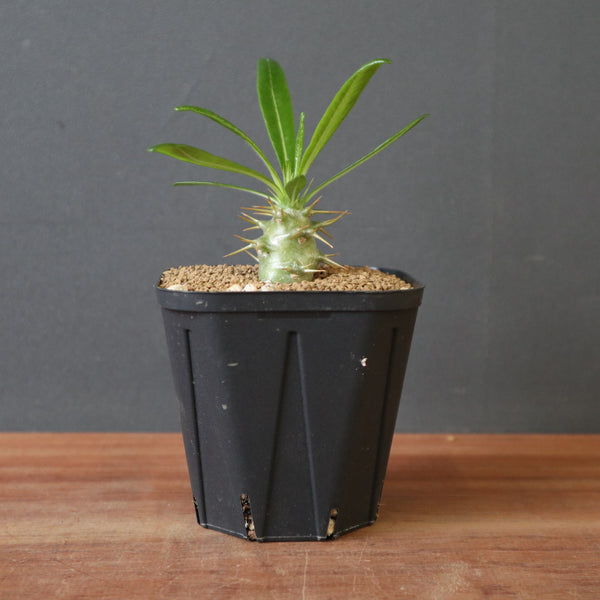 P.アンボンゲンセ（実生）EC2948 – TaiShoDo ONLINE SHOP