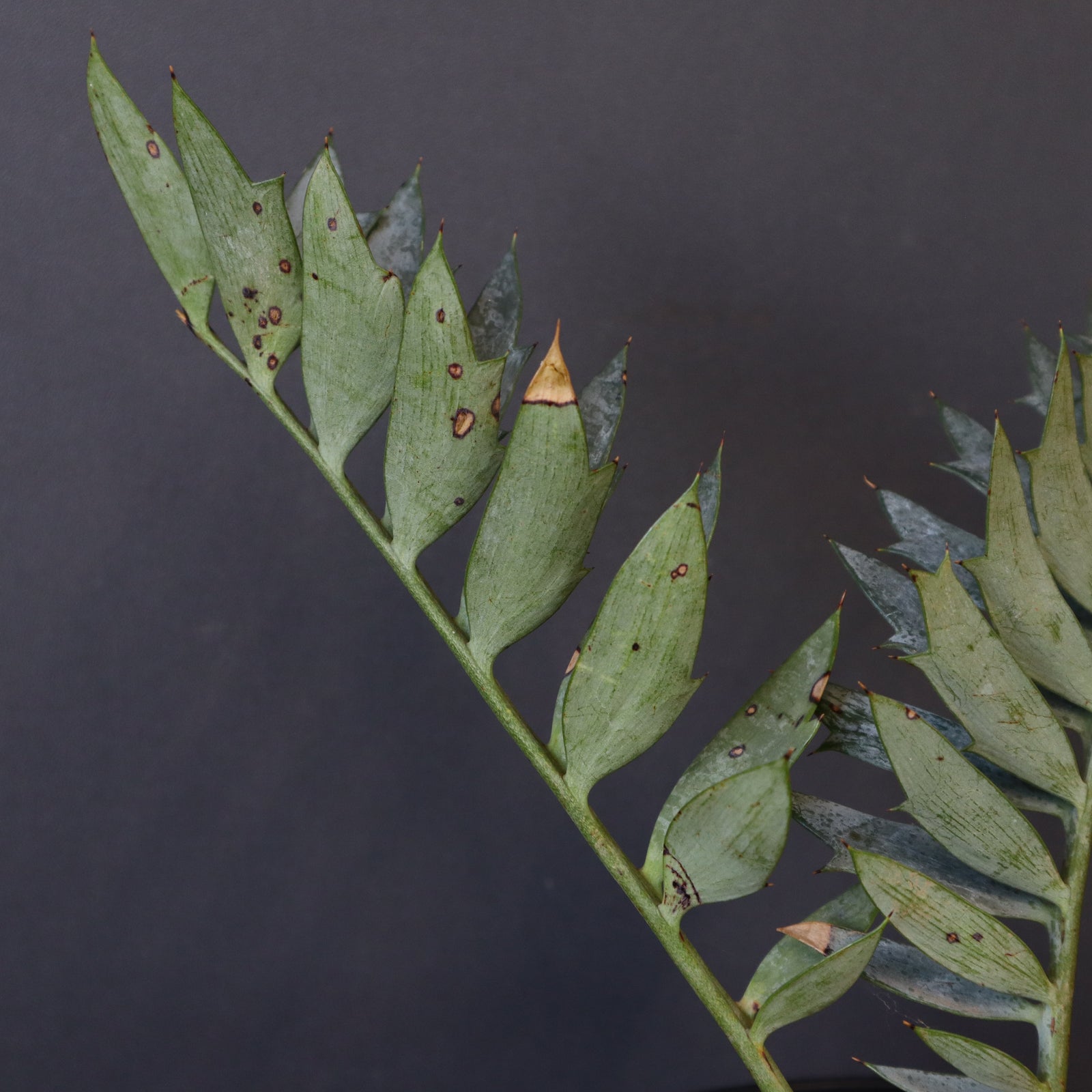 エンセファラルトス ホリダス 78 – TaiShoDo ONLINE SHOP